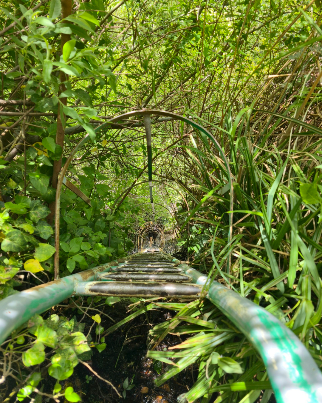 Amazon Trail (Baskinta)- 31 May 2026- 2 Levels
